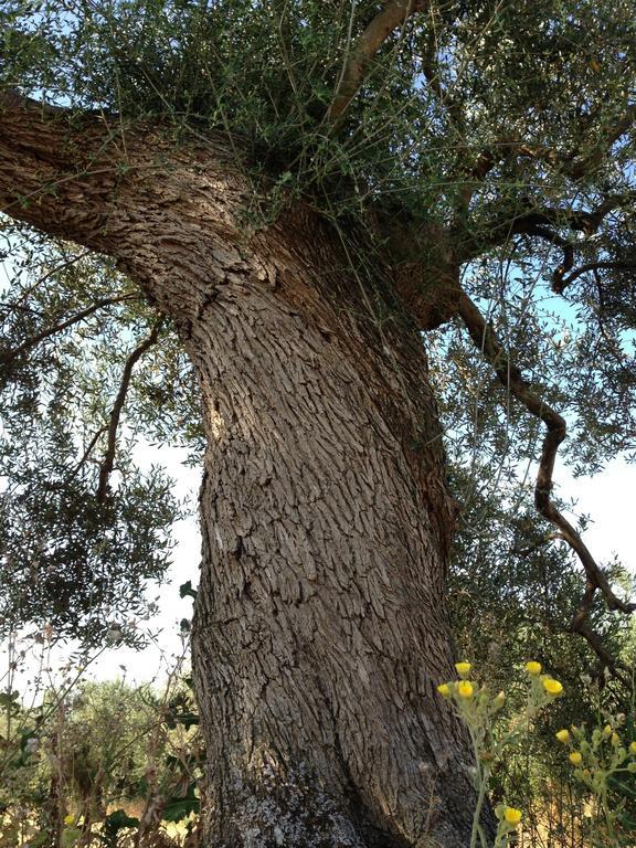 מונטיאנו Agriturismo Prati Degli Orti מראה חיצוני תמונה