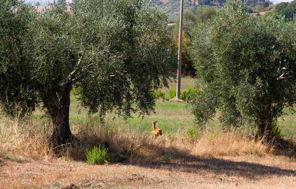 מונטיאנו Agriturismo Prati Degli Orti מראה חיצוני תמונה