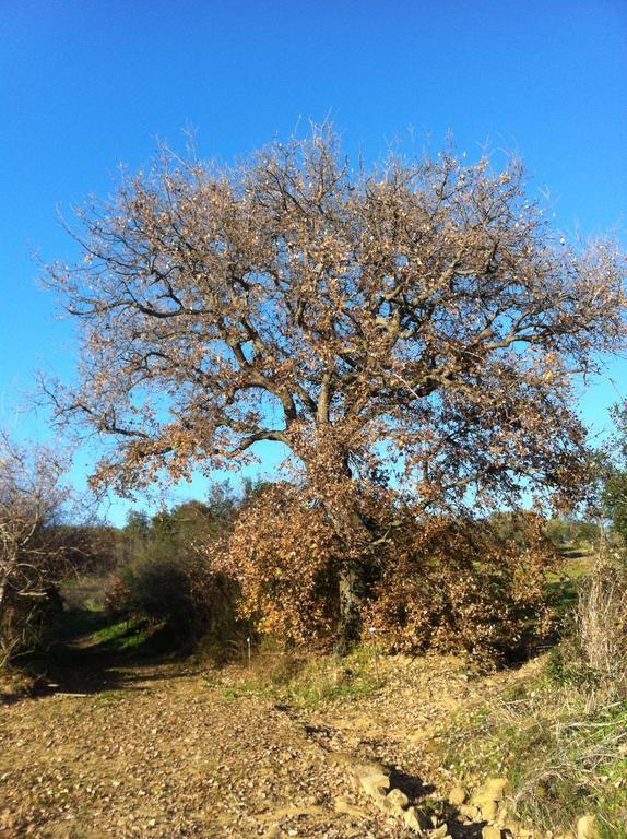 מונטיאנו Agriturismo Prati Degli Orti מראה חיצוני תמונה